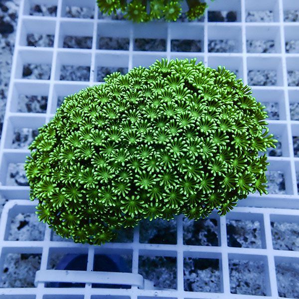【サンゴ現物4】アワサンゴ! 15時までのご注文で当日発送 【サンゴ】(t221