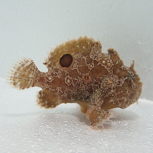 【現物2】フロッグフィッシュ 8cm 海水魚 アンコウ 15時までのご注文で...