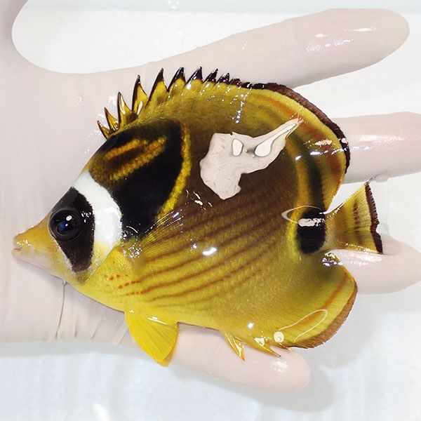 【現物1】チョウハン11cm±!チョウチョウウオ 海水魚 生体 15時までのご...