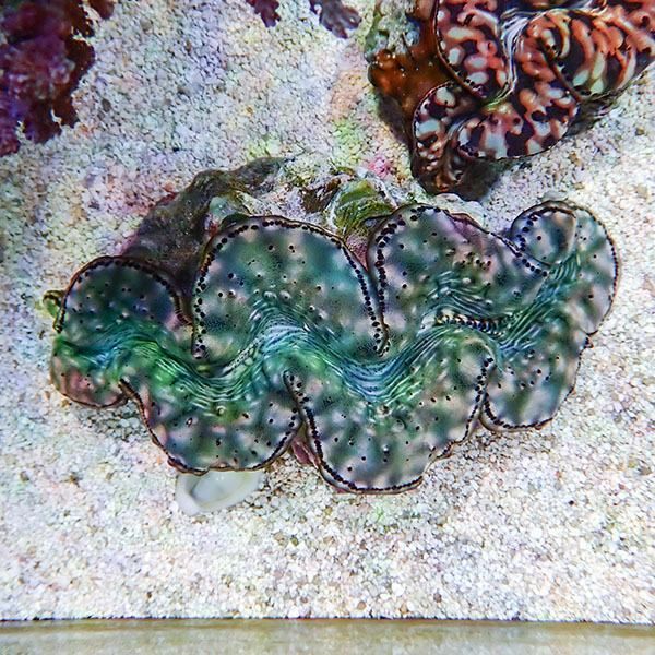 【サンゴ現物2】シラナミガイ大きめ 14cm!15時までのご注文で当日発送 ...