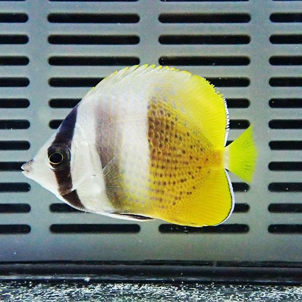 ミゾレチョウ 4-6cm±! ! 海水魚 チョウチョウウオ 餌付け 15時までのご...