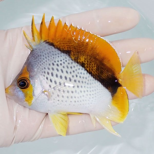 【現物2】マルケサスバタフライ 9.5cm±! 海水魚 チョウチョウウオ 15時...