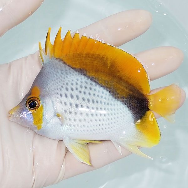 【現物3】マルケサスバタフライ 10cm±! 海水魚 チョウチョウウオ 15時...