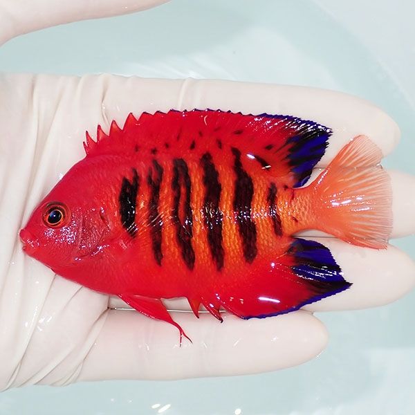【現物5】フレームエンゼル 9cm! 海水魚 ヤッコ 15時までのご注文で当日...