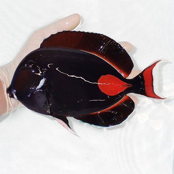 【現物1】アキレスタン BIG 22cm±! 海水魚 ハギ 15時までのご注文で当日...