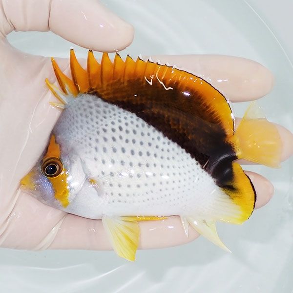 【現物4】マルケサスバタフライ 10cm±! 海水魚 チョウチョウウオ 15時ま...