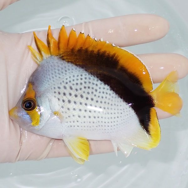 【現物5】マルケサスバタフライ 10.5cm±! 海水魚 チョウチョウウオ 15時...