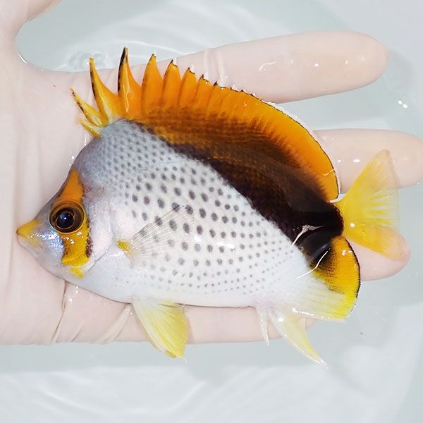【現物6】マルケサスバタフライ 11cm±! 海水魚 チョウチョウウオ 15時...