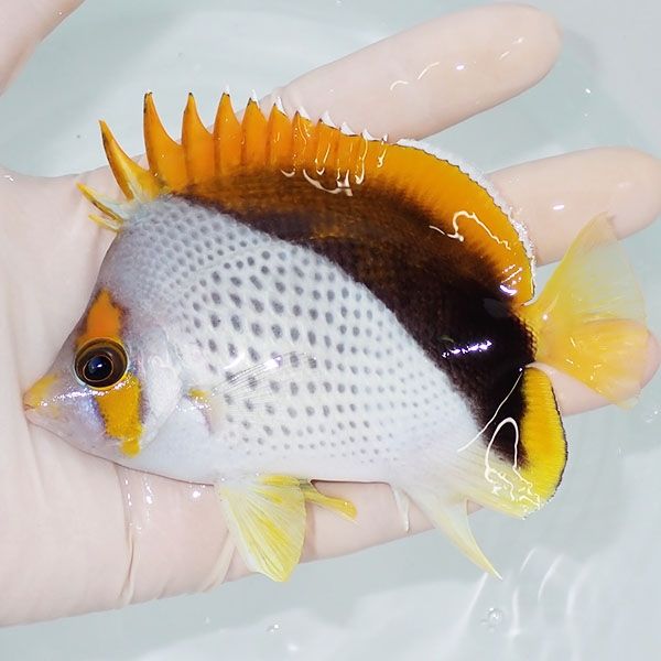 【現物7】マルケサスバタフライ 11cm±! 海水魚 チョウチョウウオ 15時ま...