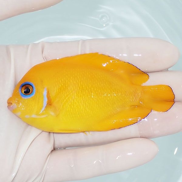 【現物1】レモンピール 9cm± クリスマス産!海水魚 ヤッコ 15時までのご...
