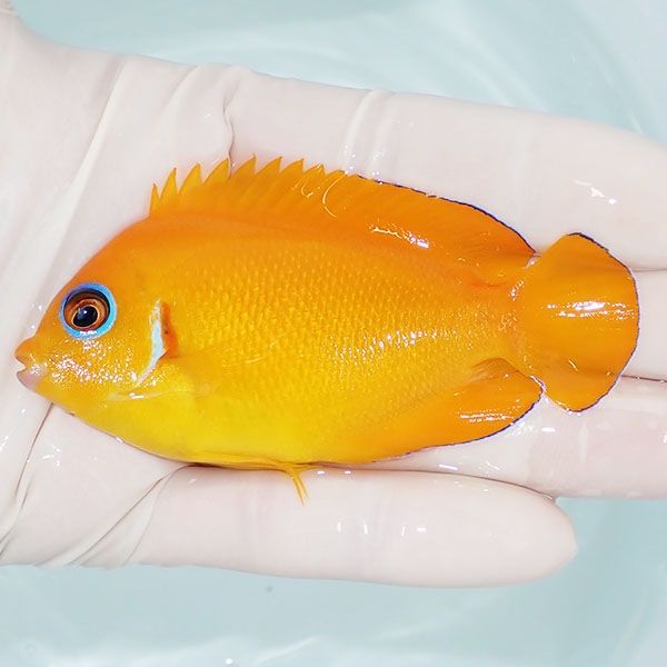 【現物2】レモンピール 8.5cm± クリスマス産!海水魚 ヤッコ 15時までの...