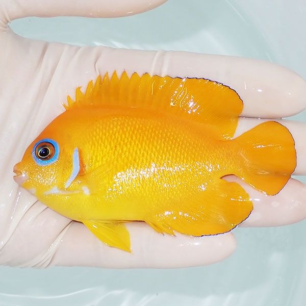 【現物3】レモンピール 8.5cm± クリスマス産!海水魚 ヤッコ 15時までの...