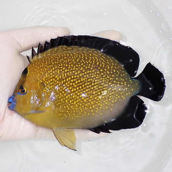 【現物1】ゴールドフレークエンゼル特大 15cm± !海水魚 ヤッコ 15時まで...