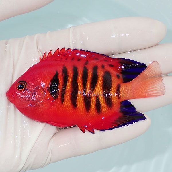 【現物1】フレームエンゼル 9cm! 海水魚 ヤッコ 15時までのご注文で当日...