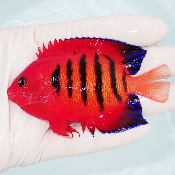 【現物2】フレームエンゼル 8.5cm! 海水魚 ヤッコ 15時までのご注文で当...
