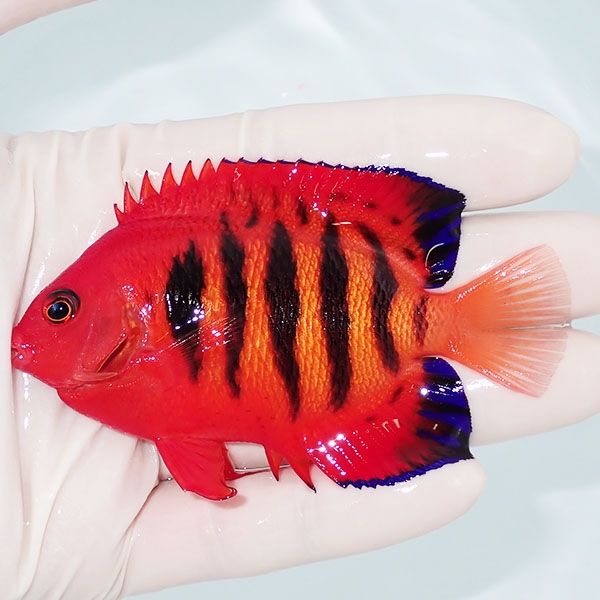 【現物3】フレームエンゼル 8.5cm! 海水魚 ヤッコ 15時までのご注文で当...