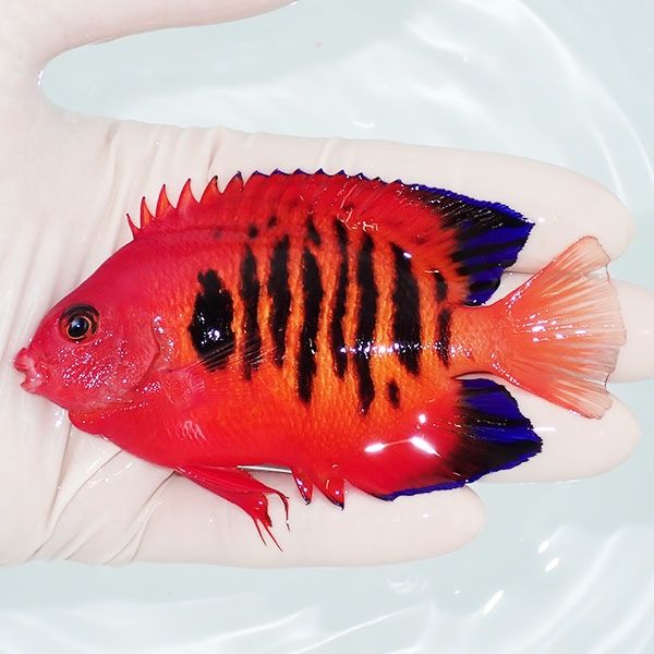 【現物4】フレームエンゼル 10cm! 海水魚 ヤッコ 15時までのご注文で当...