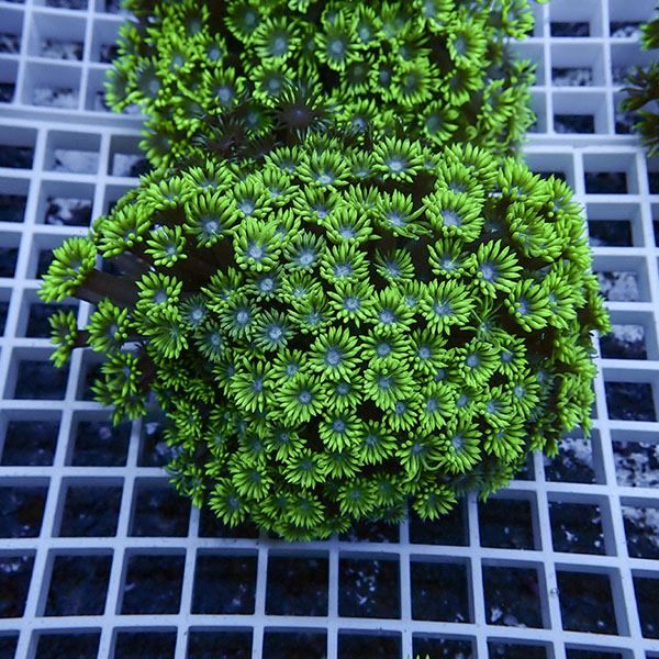 【サンゴ現物3】ハナガササンゴ!15時までのご注文で当日発送【サンゴ】(...