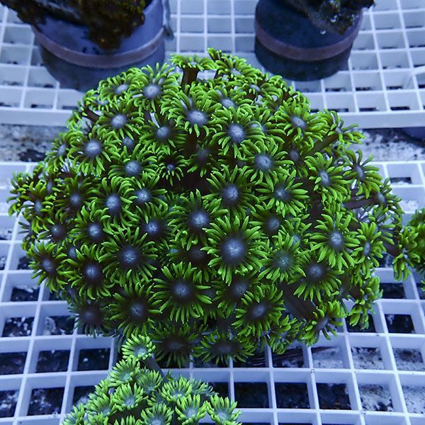 【サンゴ現物5】ハナガササンゴ!15時までのご注文で当日発送【サンゴ】(...