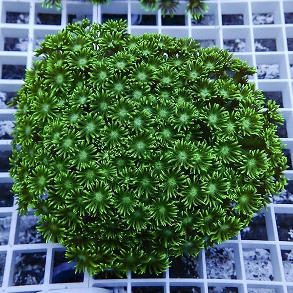 【サンゴ現物6】ハナガササンゴ!15時までのご注文で当日発送【サンゴ】(...