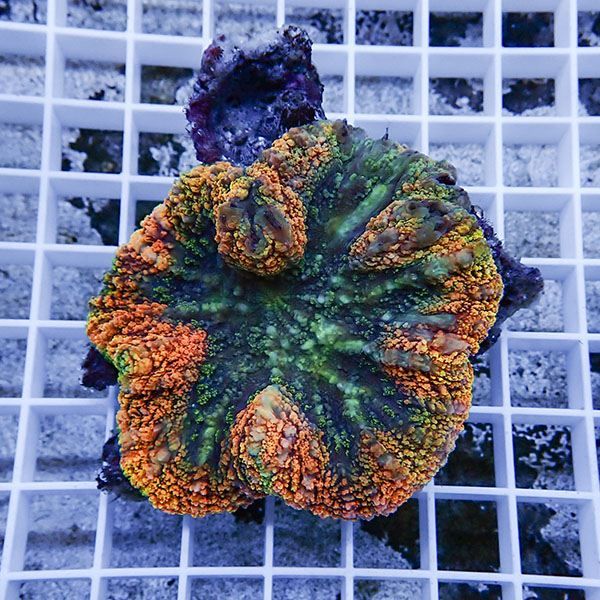 【サンゴ現物5】★ハナガタサンゴ !15時までのご注文で当日発送(t134