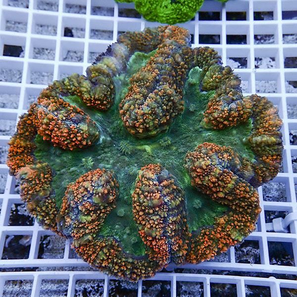 【サンゴ現物7】★ハナガタサンゴ !15時までのご注文で当日発送(t134