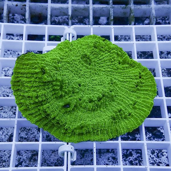 【サンゴ現物11】 キッカサンゴ!15時までのご注文で当日発送 【サンゴ】...