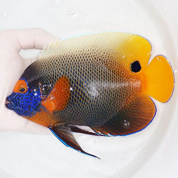 【現物1】 アデヤッコ 成魚 17.5cm±! 海水魚 ヤッコ(t111(t207
