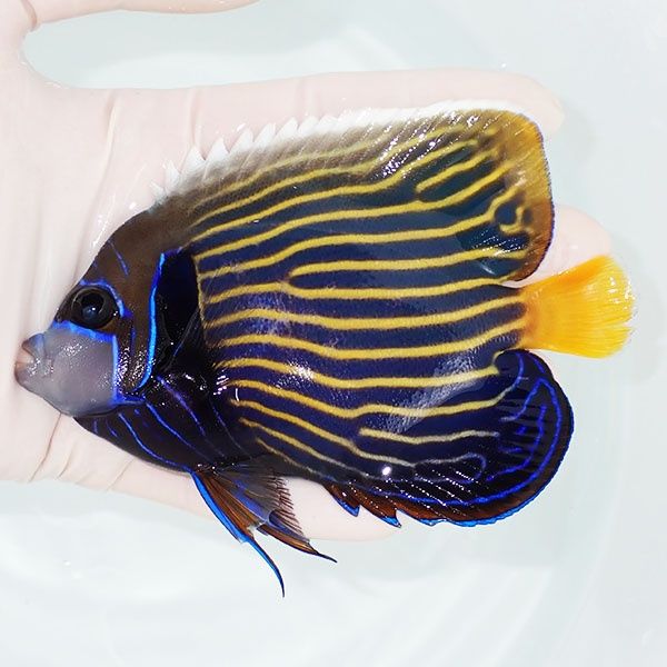 【現物6】タテジマキンチャクダイ 12cm±!海水魚 ヤッコ 15時までのご注...