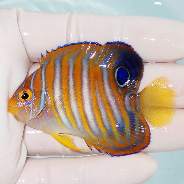 【現物1】背びれ奇形 ニシキヤッコ 6.5cm±!海水魚 ヤッコ15時までのご注...