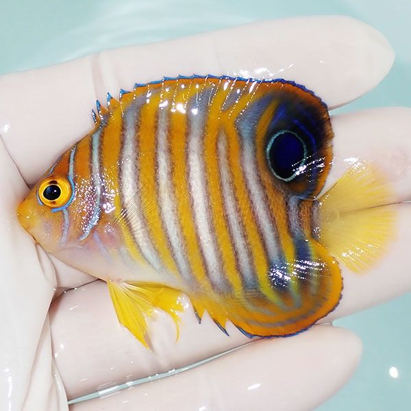 【現物2】ニシキヤッコ 6.5cm±!海水魚 ヤッコ15時までのご注文で当日発...