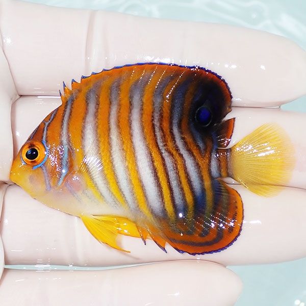 【現物3】ニシキヤッコ 6cm±!海水魚 ヤッコ15時までのご注文で当日発送(...