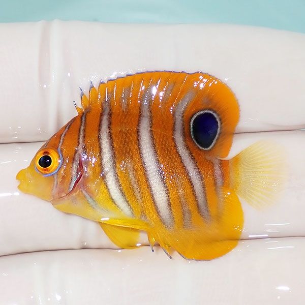 【現物4】ニシキヤッコ 4cm±!海水魚 ヤッコ15時までのご注文で当日発送(...