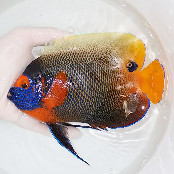 【現物2】 アデヤッコ 成魚 18.5cm±! 海水魚 ヤッコ(t111(t207