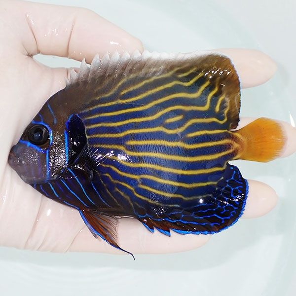 【現物4】タテジマキンチャクダイ 11.5cm±!海水魚 ヤッコ 15時までのご...