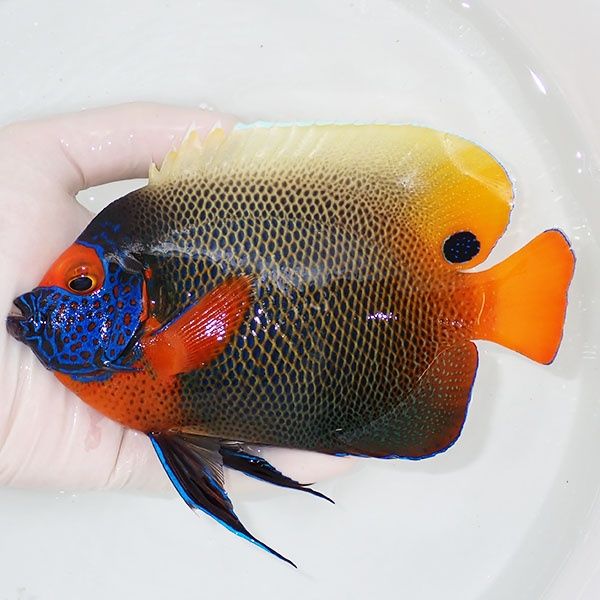 【現物3】アデヤッコ 成魚 16.5cm±! 海水魚 ヤッコ(t111(t207