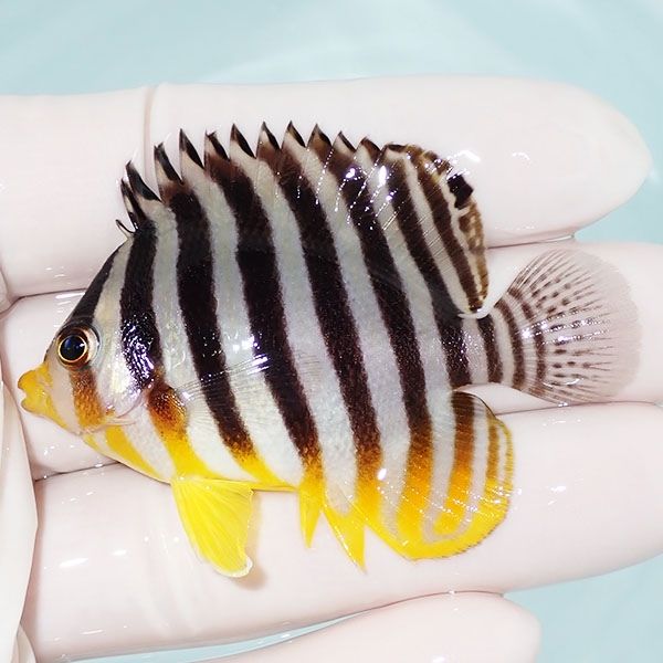 【現物21】sale シマヤッコ 6cm±! 海水魚 生体 15時までのご注文で当日...