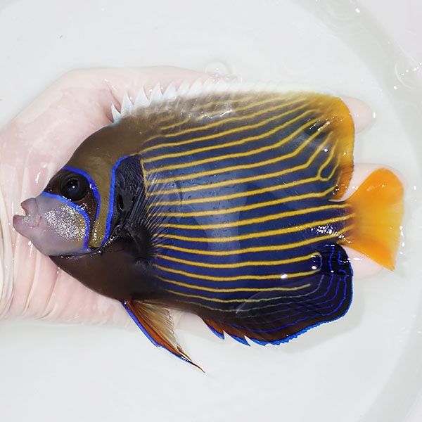 【現物3】粒エサOK タテジマキンチャクダイ 19cm±!海水魚 ヤッコ 15時...