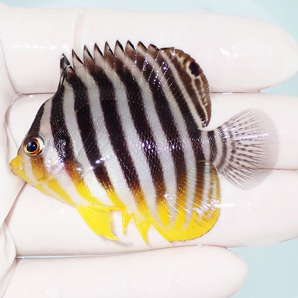 【現物16】sale シマヤッコ 6cm±! 海水魚 生体 15時までのご注文で当日...