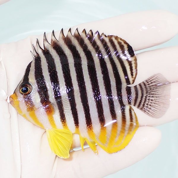 【現物17】sale シマヤッコ 7.5cm±! 海水魚 生体 15時までのご注文で当...