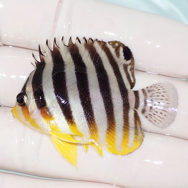 【現物18】sale シマヤッコ 5cm±! 海水魚 生体 15時までのご注文で当日...