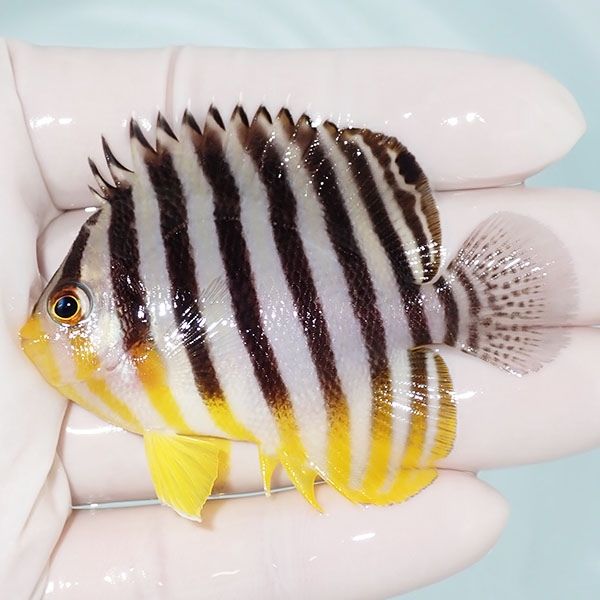 【現物19】sale シマヤッコ 6.7cm±! 海水魚 生体 15時までのご注文で当...