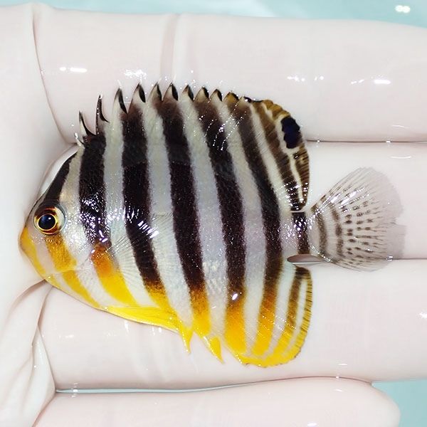 【現物20】sale シマヤッコ 5.5cm±! 海水魚 生体 15時までのご注文で当...