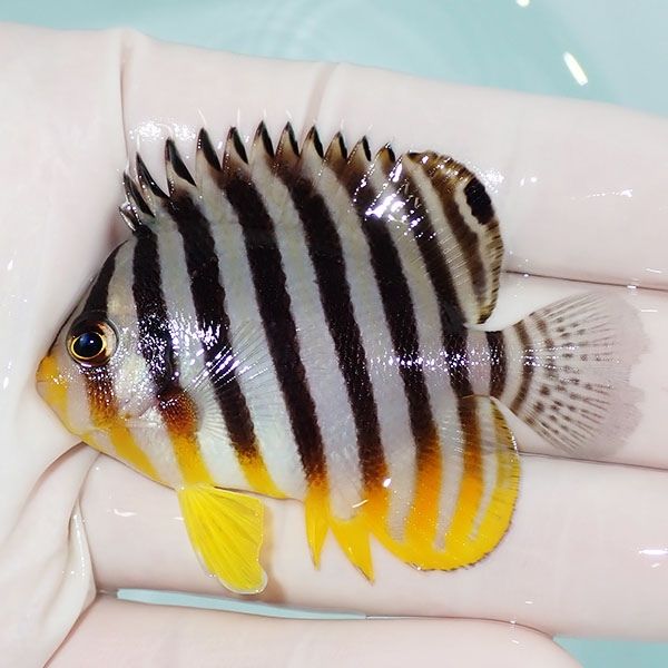 【現物22】sale シマヤッコ 6cm±! 海水魚 生体 15時までのご注文で当日...