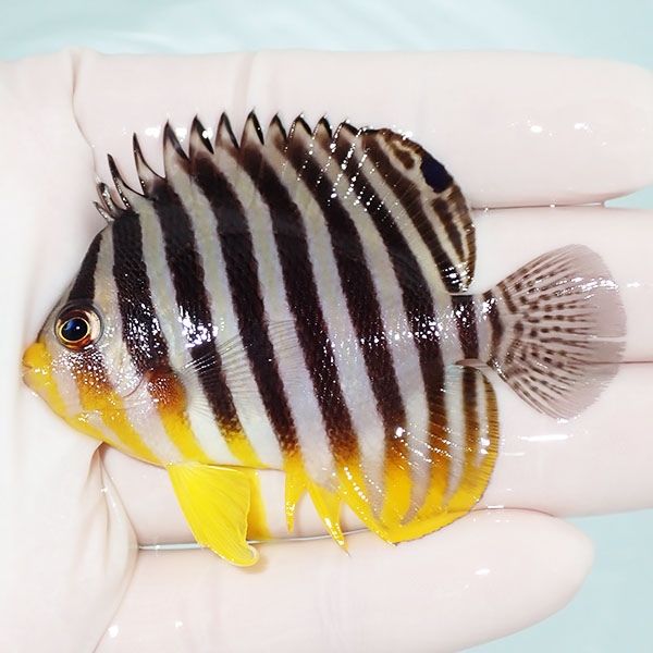 【現物23】sale シマヤッコ 6.5cm±! 海水魚 生体 15時までのご注文で当...