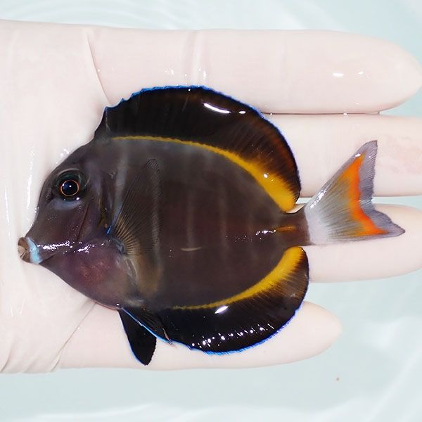 【現物1】メガネクロハギ×アキレスタン 8cm±! 海水魚 ハギ !15時までの...