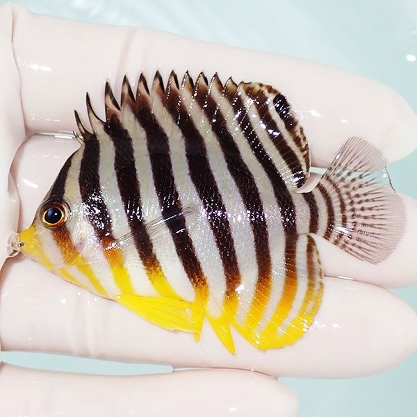 【現物24】sale シマヤッコ 6.5cm±! 海水魚 生体 15時までのご注文で当...