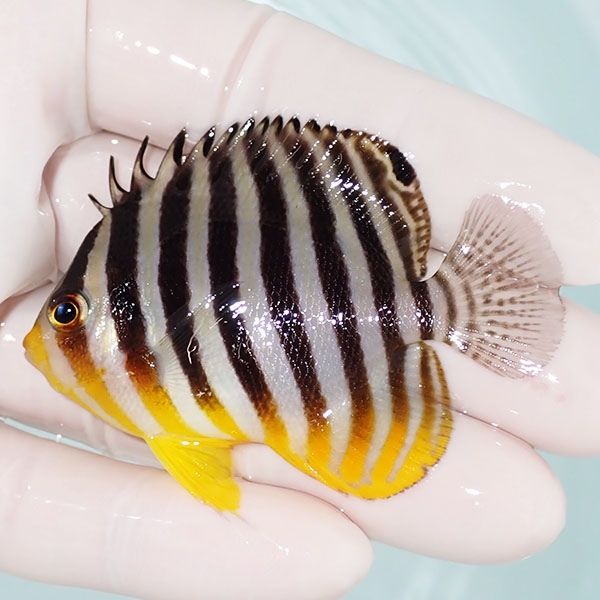 【現物25】sale シマヤッコ 6.5cm±! 海水魚 生体 15時までのご注文で当...