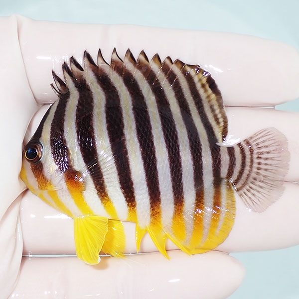 【現物26】sale シマヤッコ 6cm±! 海水魚 生体 15時までのご注文で当日...