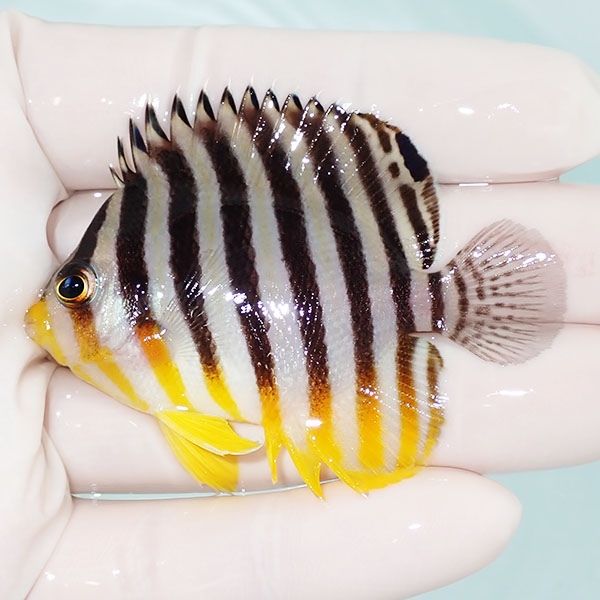 【現物27】sale シマヤッコ 6cm±! 海水魚 生体 15時までのご注文で当日...